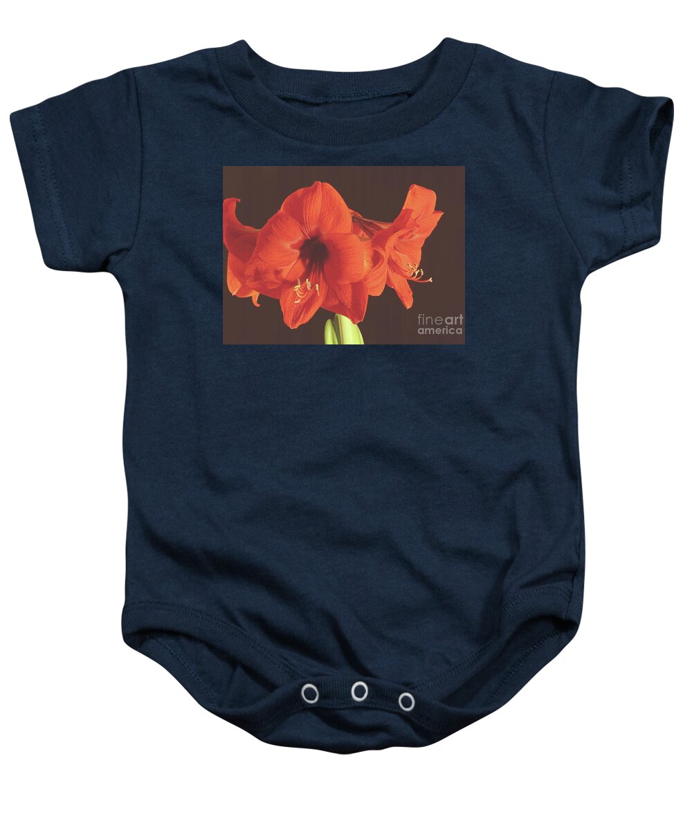 Red Baby Onesie featuring the photograph Red Amaryllis by Allen Nice-Webb