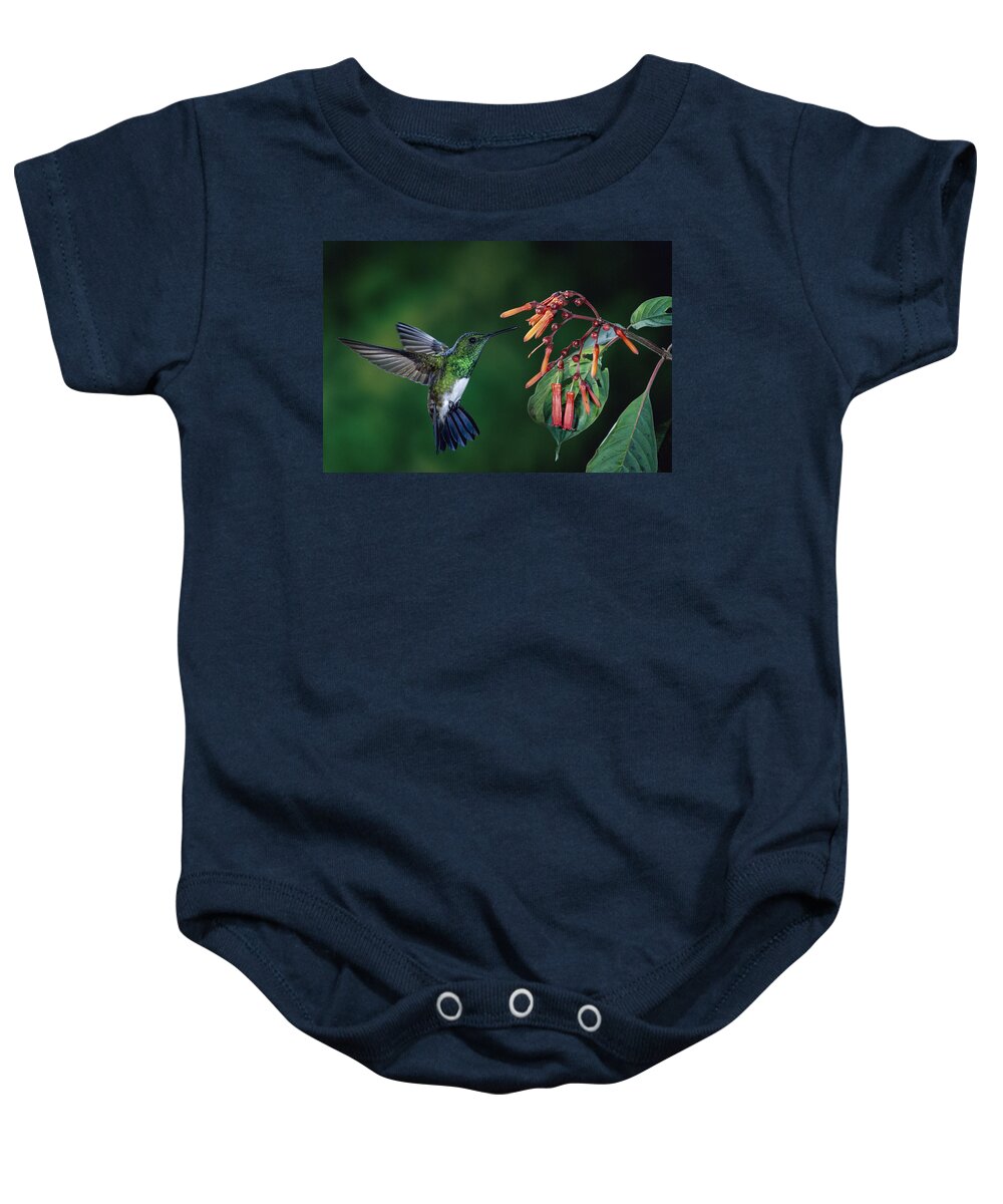 00510243 Baby Onesie featuring the photograph Snowy-Bellied Hummingbird Costa Rica by Michael and Patricia Fogden