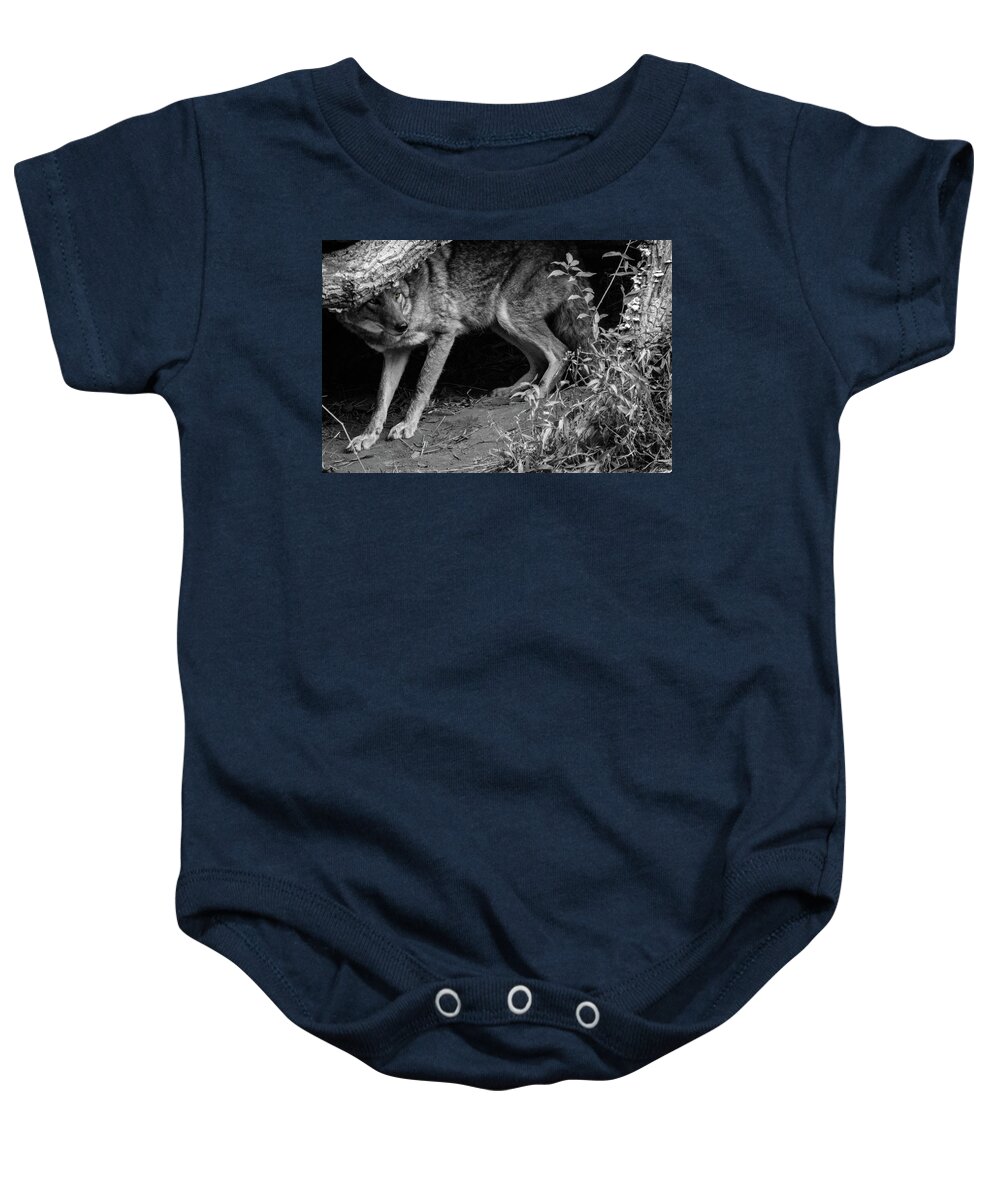 2017 Baby Onesie featuring the photograph Coyote by KC Hulsman