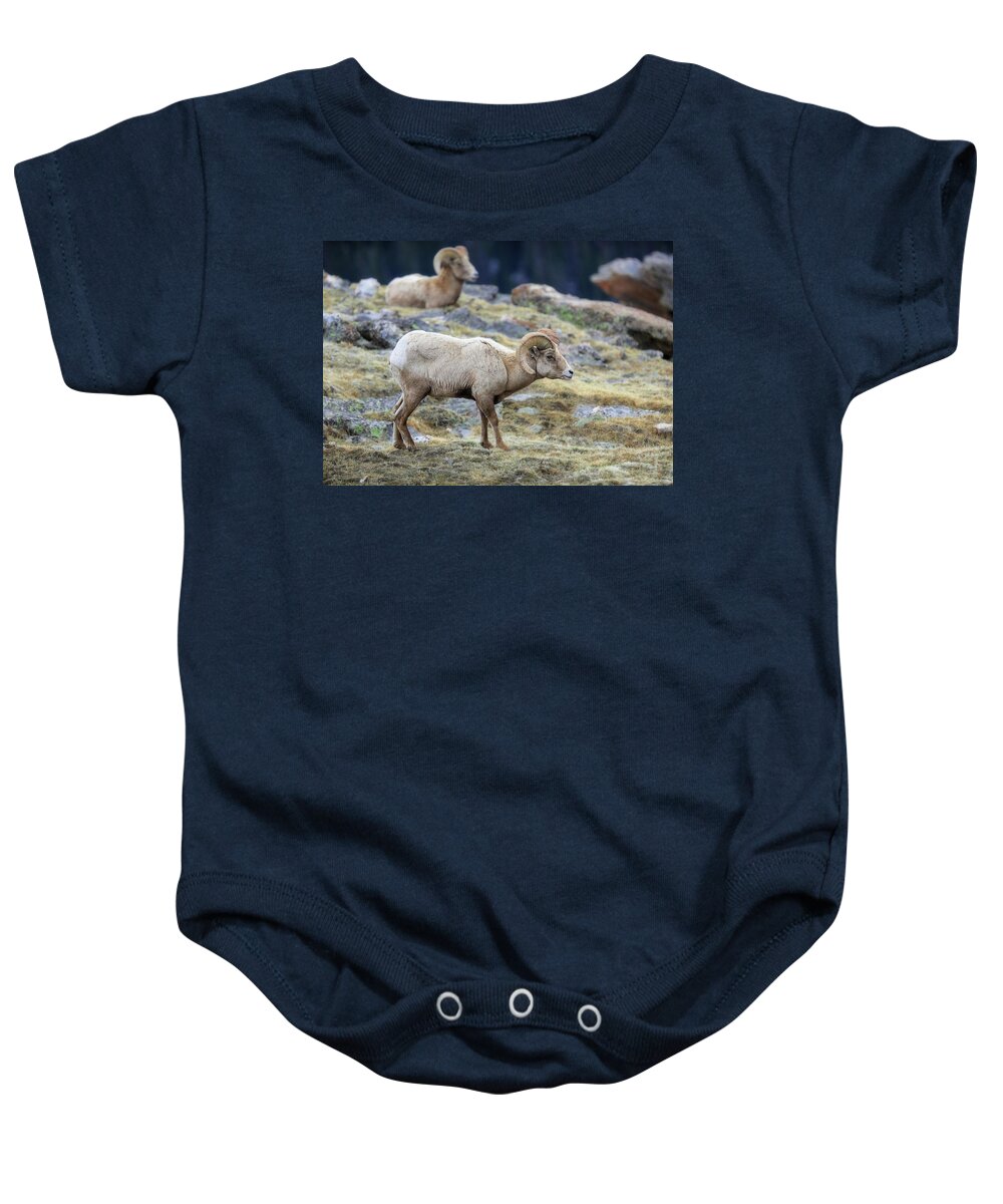 Rocky Mountain Ram Portrait Baby Onesie featuring the photograph Bighorn Rams In Rocky Mountain National Park by Dan Sproul