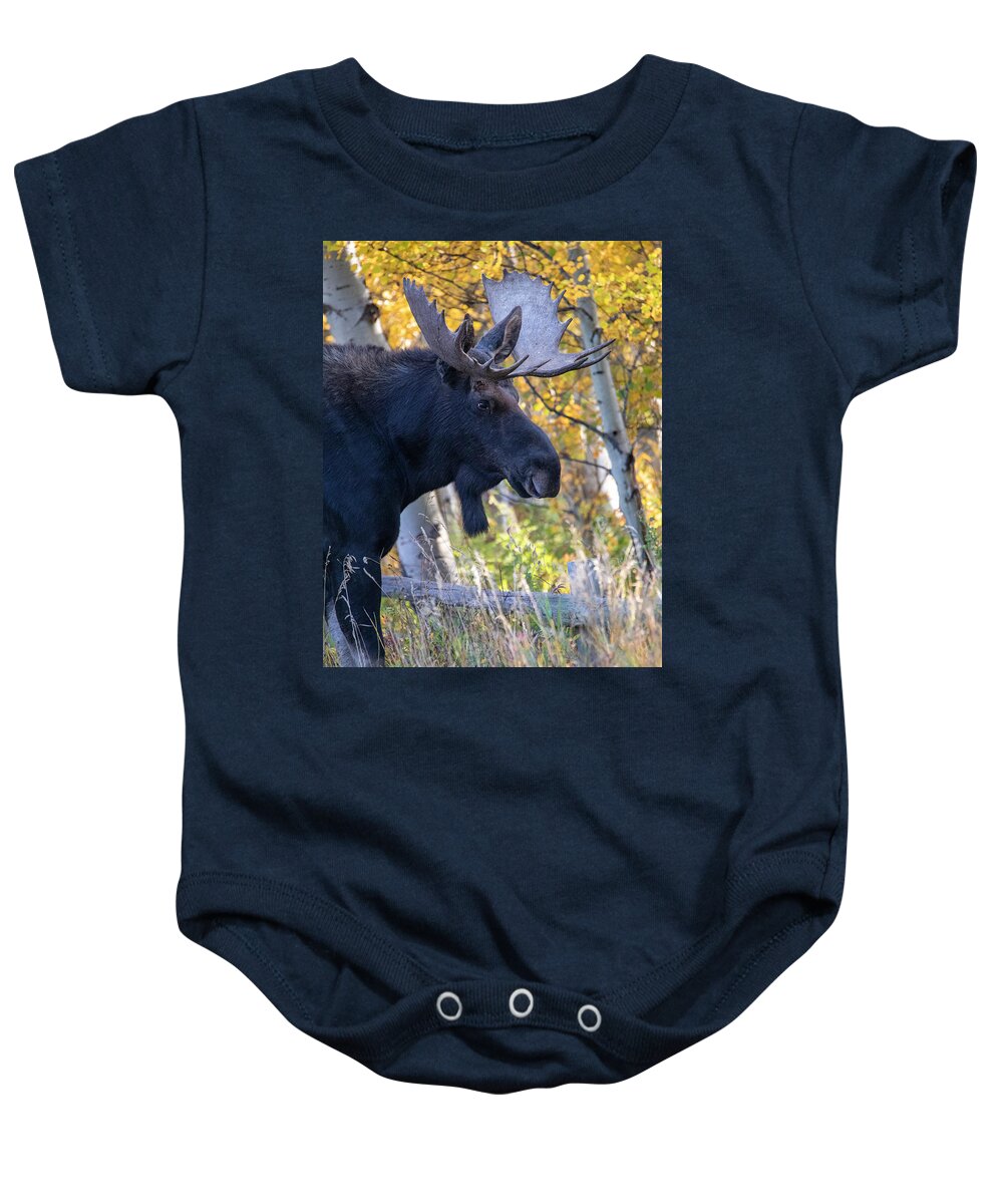 Bull Moose In Autumn Aspens Baby Onesie featuring the photograph Large Bull Moose In Autumn Foliage by Dan Sproul