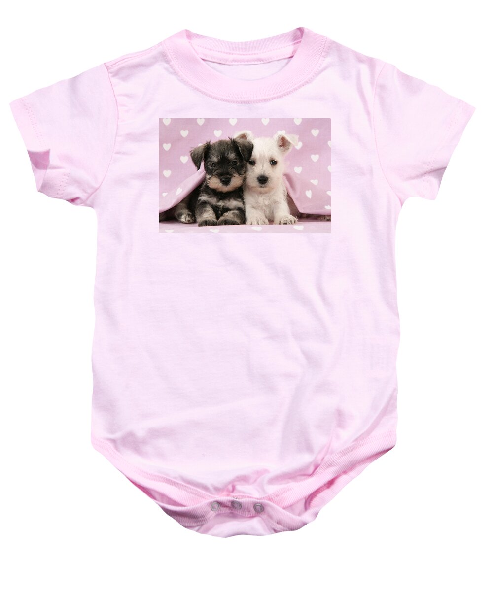 Dog Baby Onesie featuring the photograph Miniature Schnauzer Puppies #3 by John Daniels