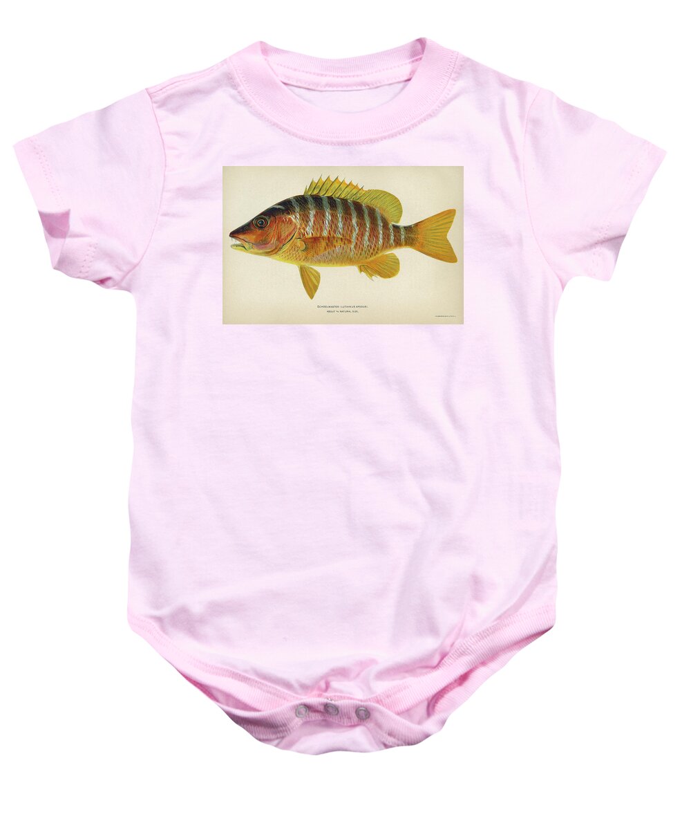 1903 Baby Onesie featuring the drawing Fish Schoolmaster by Granger