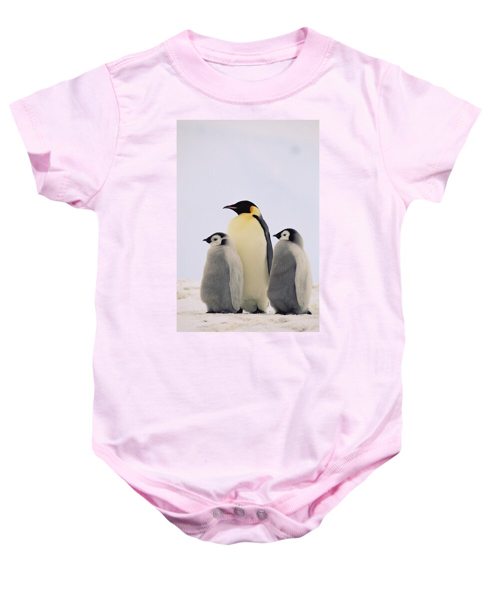 Mp Baby Onesie featuring the photograph Emperor Penguin Aptenodytes Forsteri #5 by Konrad Wothe