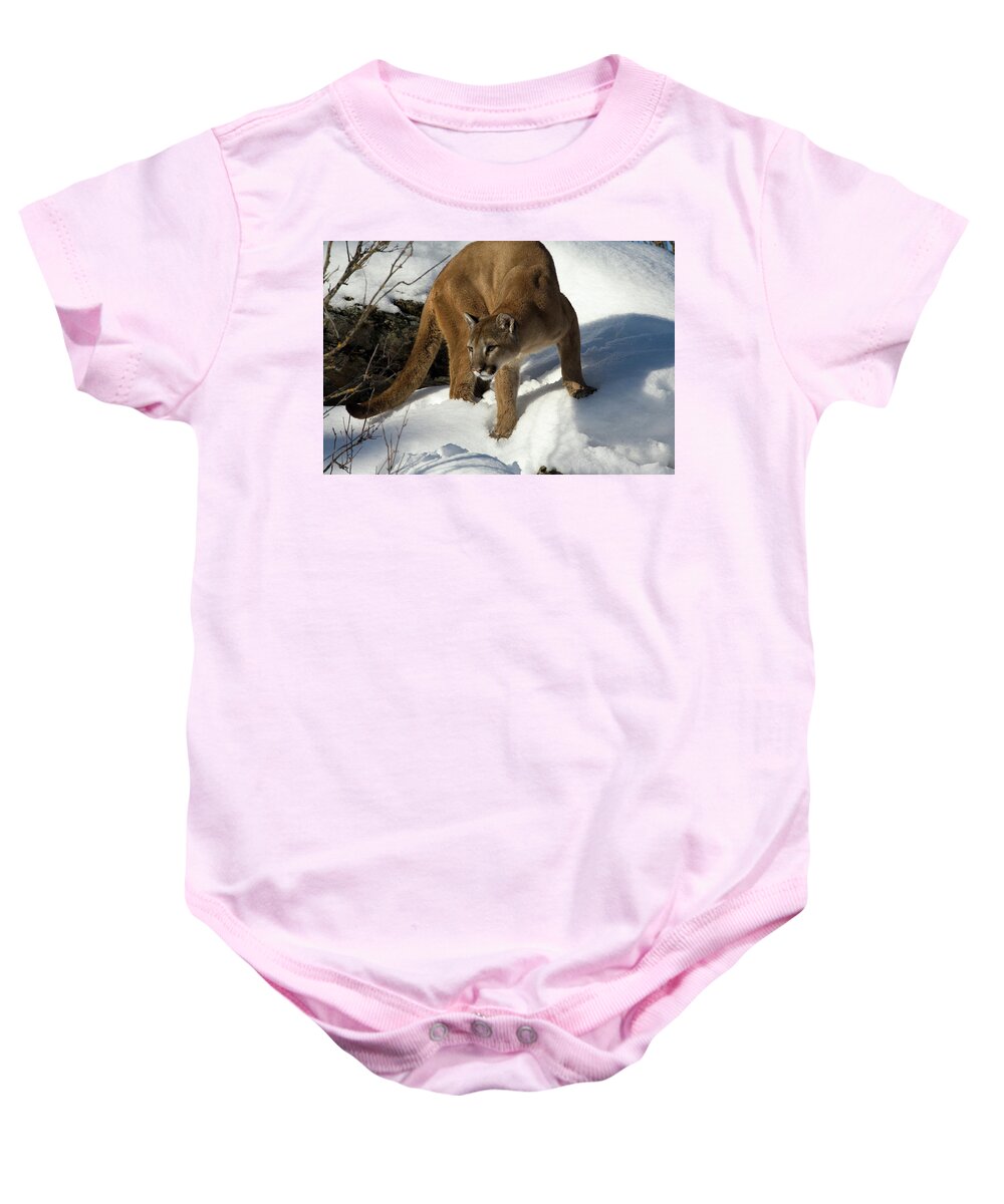 Mp Baby Onesie featuring the photograph Mountain Lion Puma Concolor by Matthias Breiter