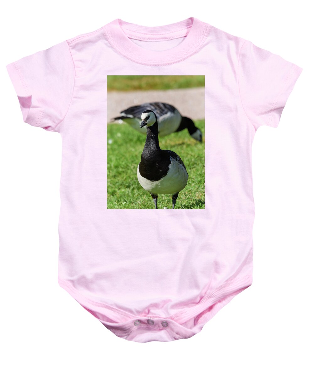 Barnacle Goose Baby Onesie featuring the photograph Barnacle goose #9 by Jouko Lehto