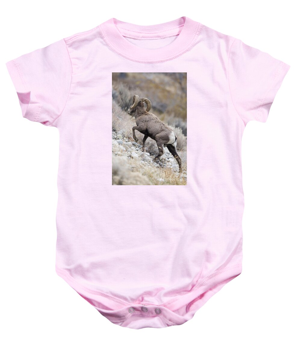 Bighorn Baby Onesie featuring the photograph Climbing by Douglas Kikendall