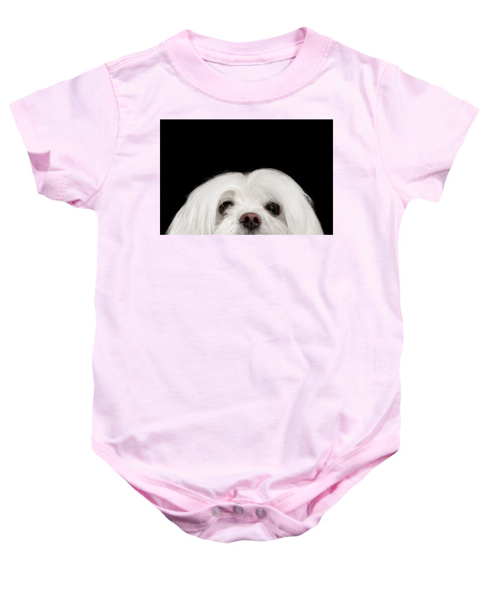Maltese Baby Onesie featuring the photograph Closeup Nosey White Maltese Dog Looking in Camera isolated on Black background by Sergey Taran