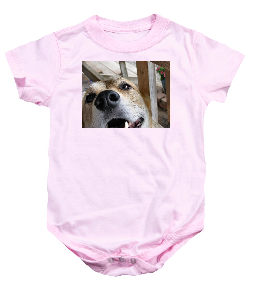 Dog Baby Onesie featuring the photograph Coookiesss? by Rory Siegel