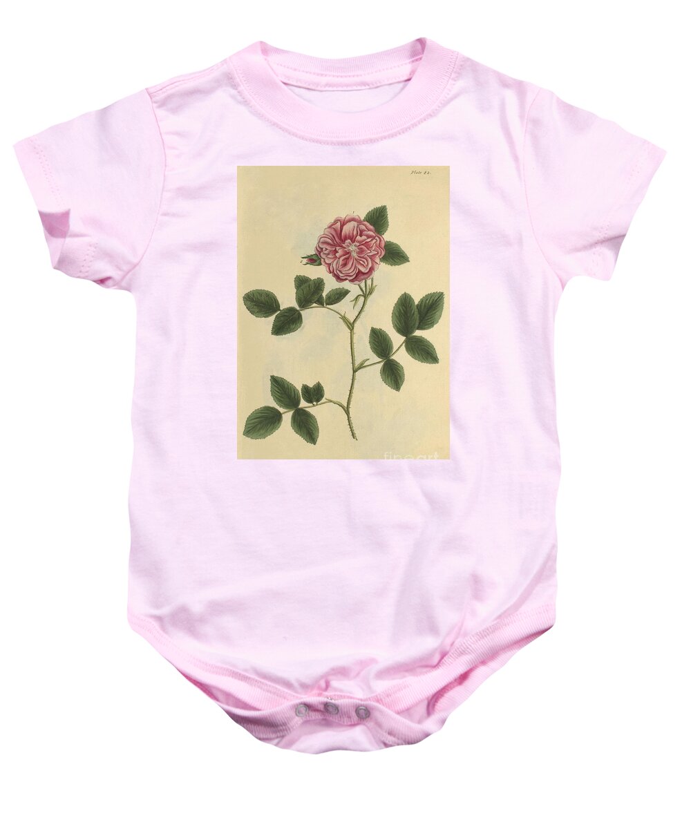 Science Baby Onesie featuring the photograph Damask Rose, Medicinal Plant, 1737 by Science Source