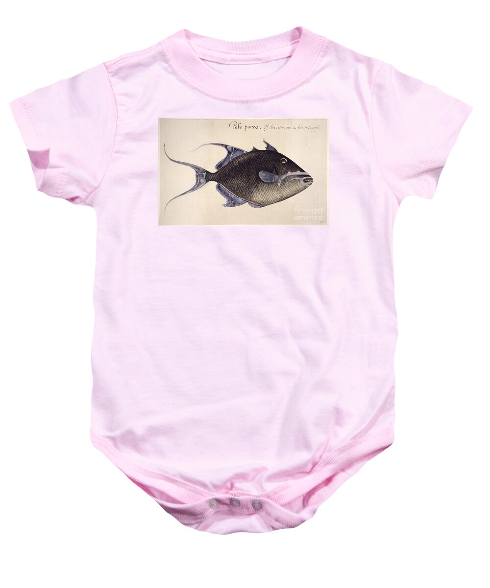 1585 Baby Onesie featuring the photograph Trigger-fish, 1585 by Granger