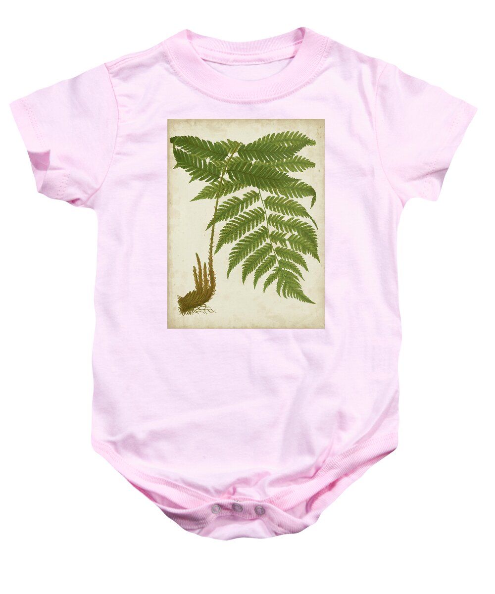 Botanical & Floral+ferns+botanical Study Baby Onesie featuring the painting Fern Trio II by Vision Studio