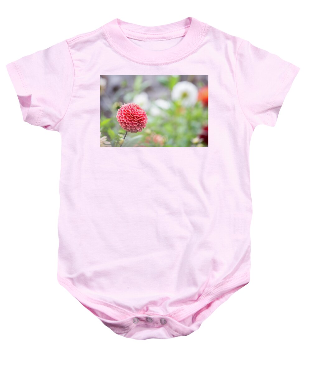  Baby Onesie featuring the photograph Pompom Dahlia by Anita Nicholson