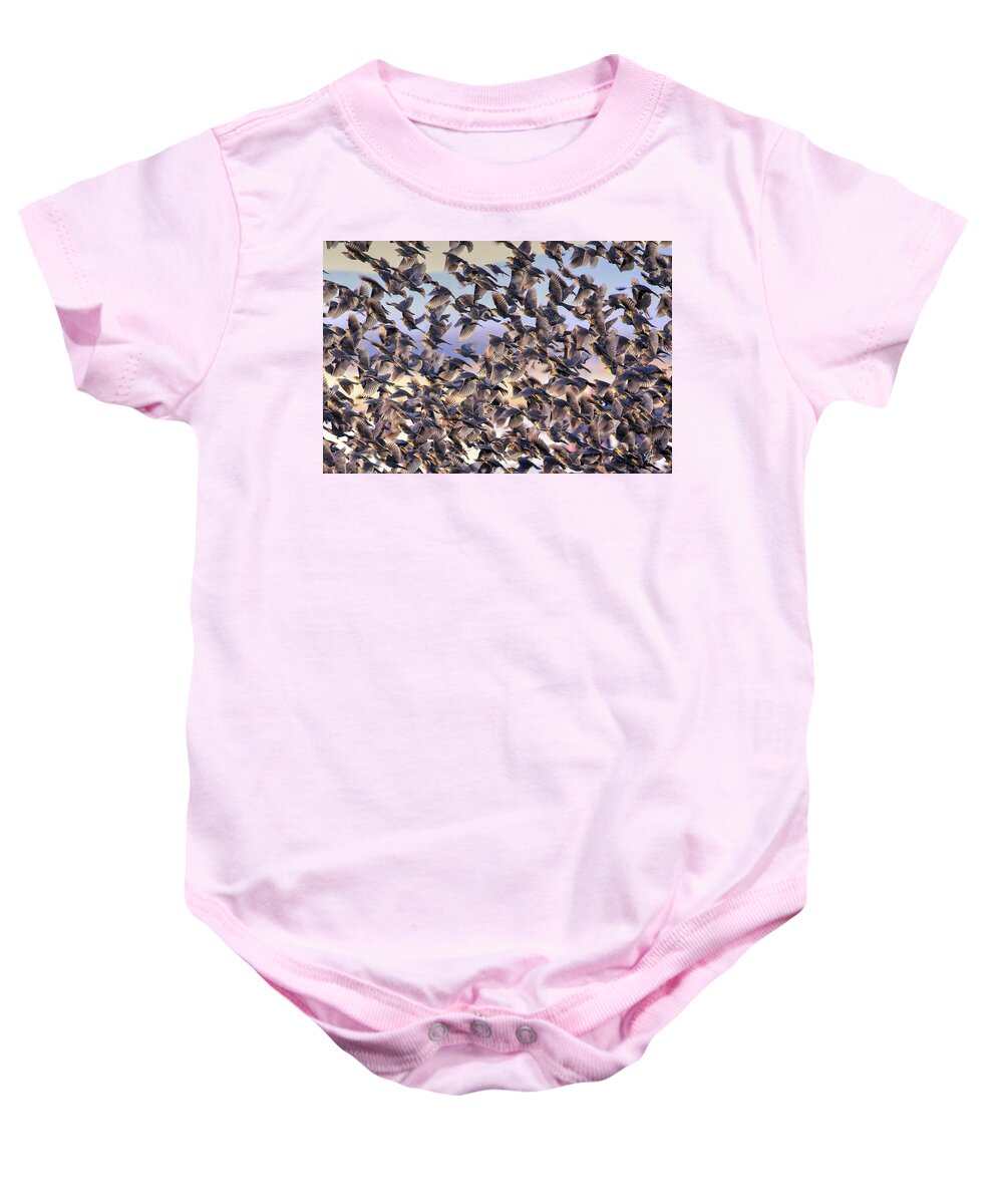 Birds Baby Onesie featuring the photograph Controled Chaos by Robert Harris