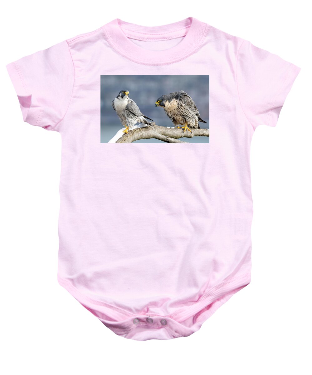 Birds Baby Onesie featuring the photograph Falcons in Winter by Kevin Suttlehan