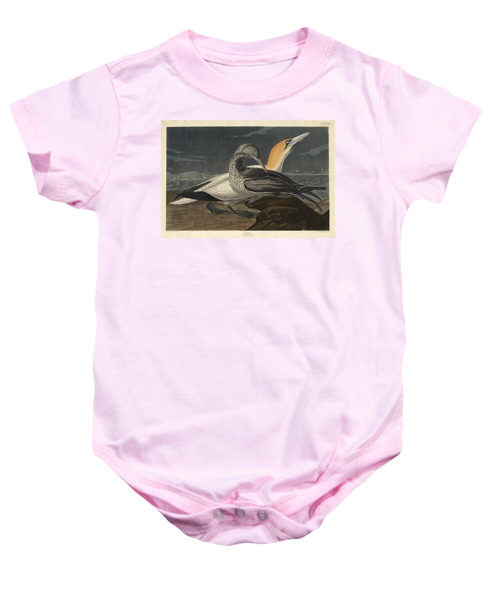 Robert Havell Baby Onesie featuring the drawing Gannet by Robert Havell