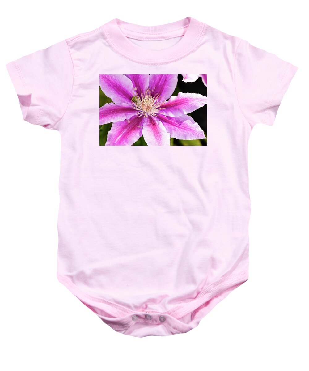 Clematis Baby Onesie featuring the photograph Pink Clematis Flower Photograph by Louis Dallara