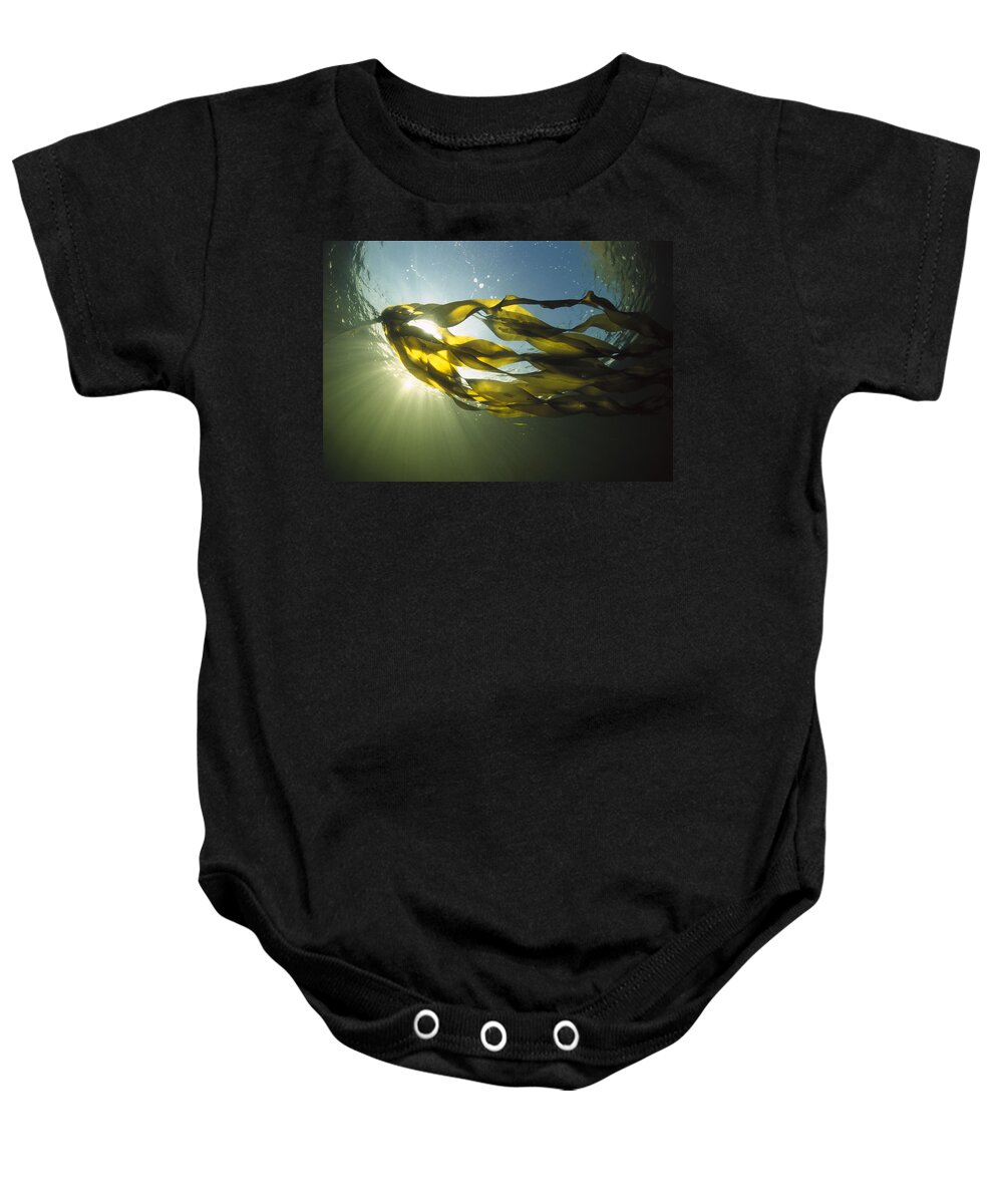00117549 Baby Onesie featuring the photograph Bull Kelp Nereocystis Luetkeana #2 by Flip Nicklin