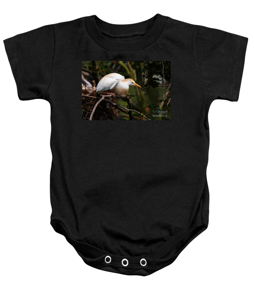 Cattle Baby Onesie featuring the photograph Cattle egret in a tree #1 by Nick Biemans
