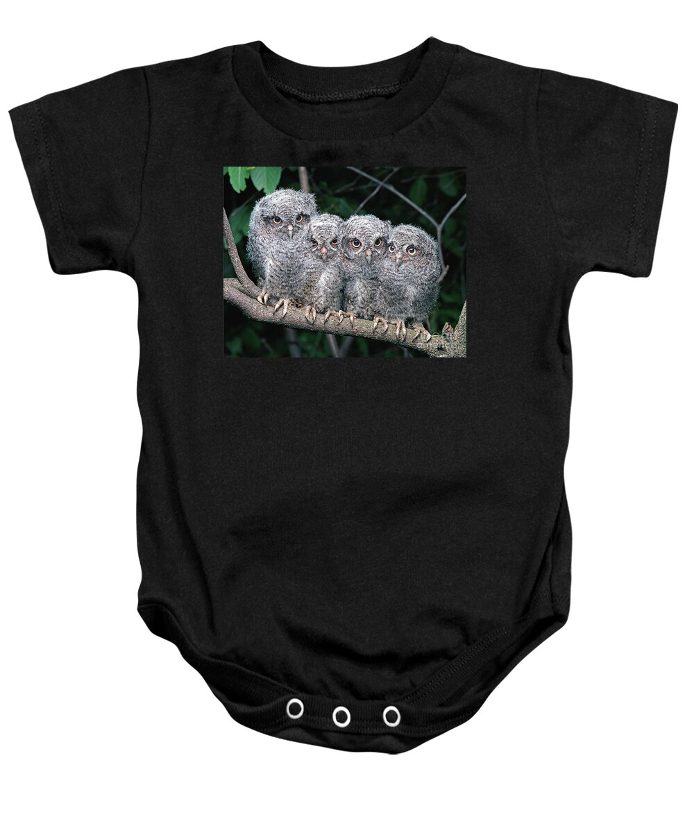 Screech Owl Baby Onesie featuring the photograph Eastern Screech Owls #1 by Ron Austing