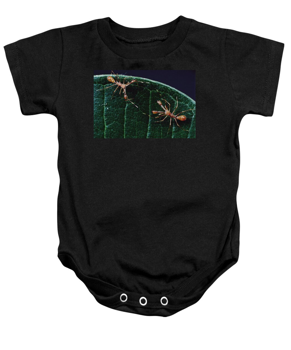Feb0514 Baby Onesie featuring the photograph Kerengga Ant-like Jumper Males Fighting #1 by Mark Moffett