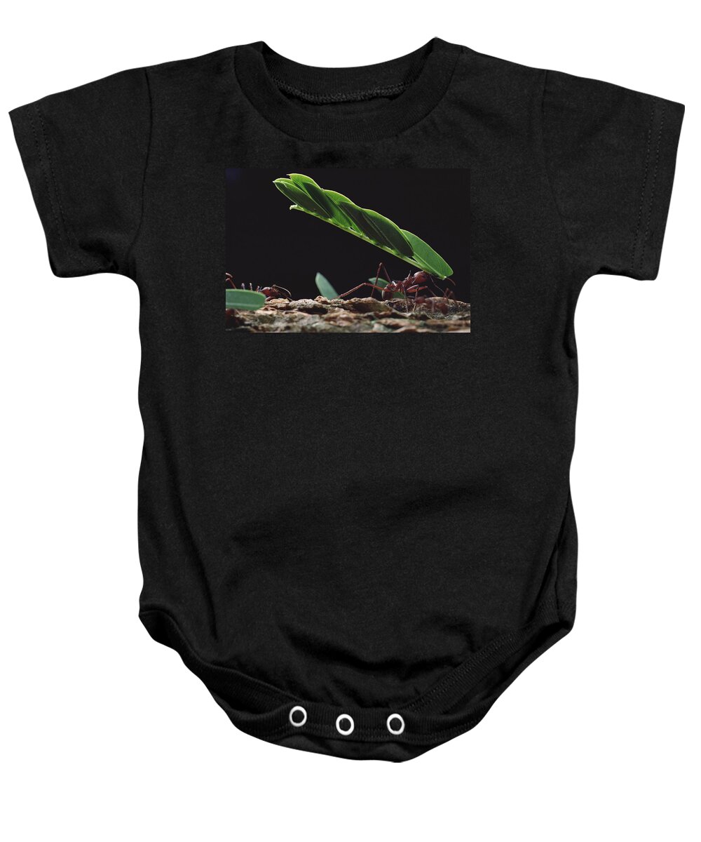 Feb0514 Baby Onesie featuring the photograph Leafcutter Ants Carrying Leaves Barro #1 by Mark Moffett