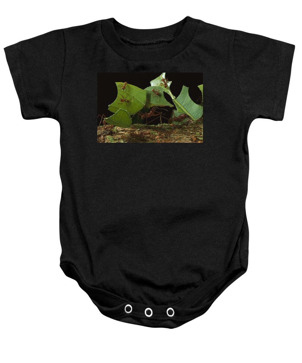 Feb0514 Baby Onesie featuring the photograph Leafcutter Ants Carrying Leaves French #1 by Mark Moffett