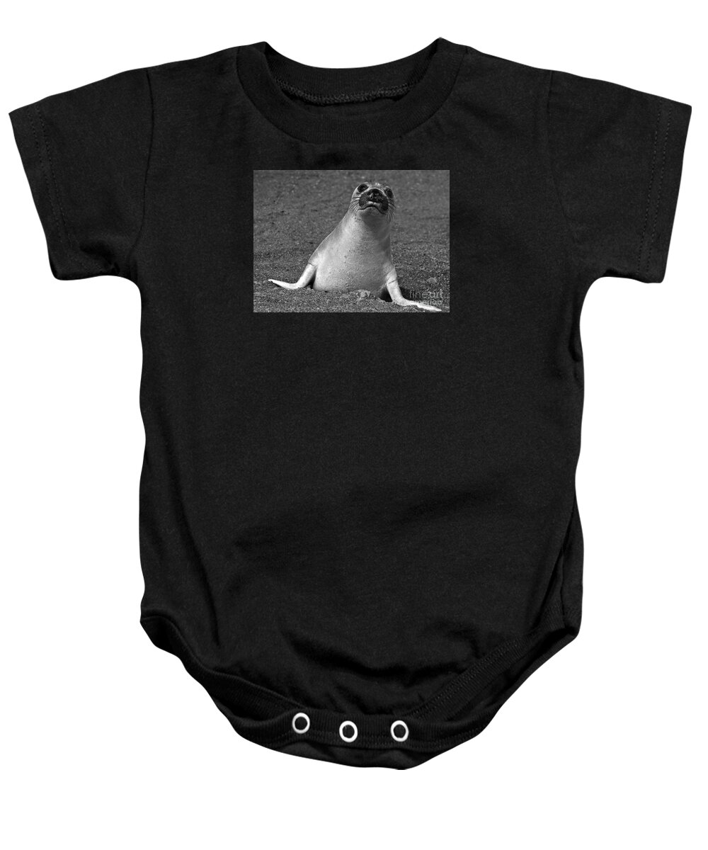 Mirounga Angustirostris Baby Onesie featuring the photograph Northern Elephant Seal Weaner #1 by Liz Leyden