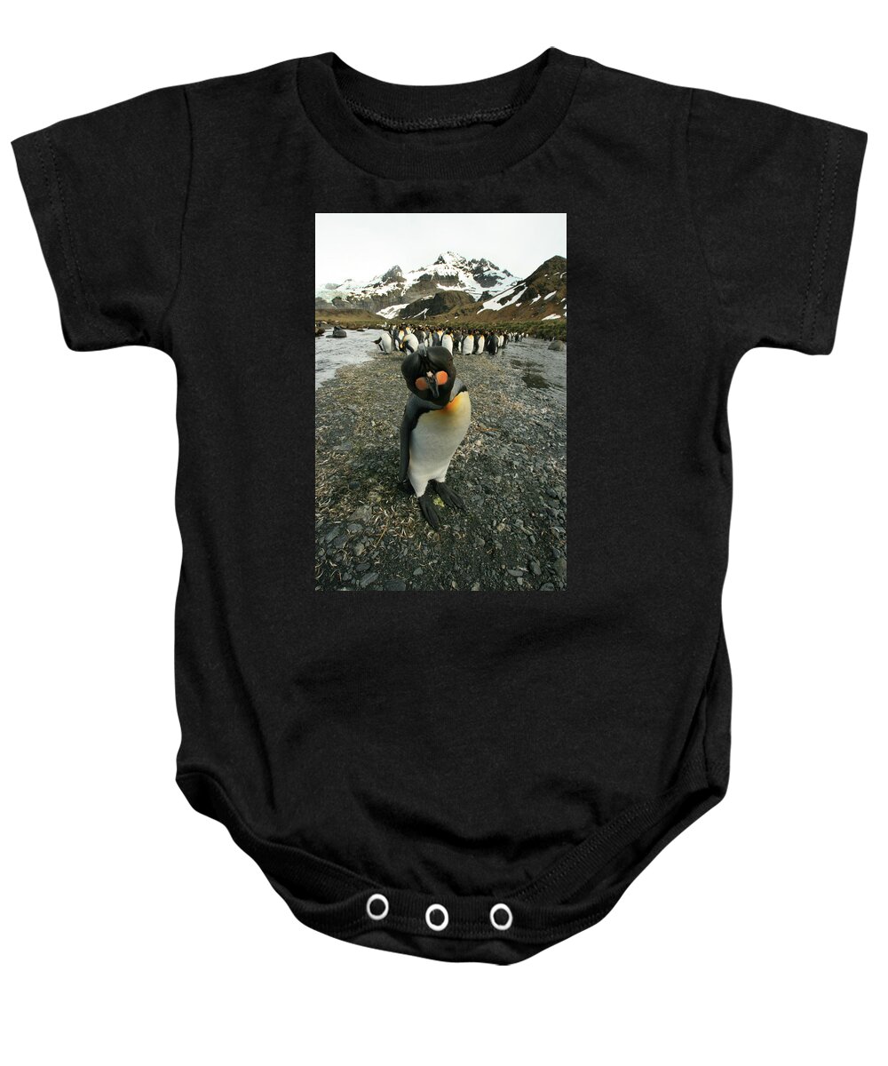 Juvenile King Penguin Baby Onesie featuring the photograph King Penguin #3 by Amanda Stadther