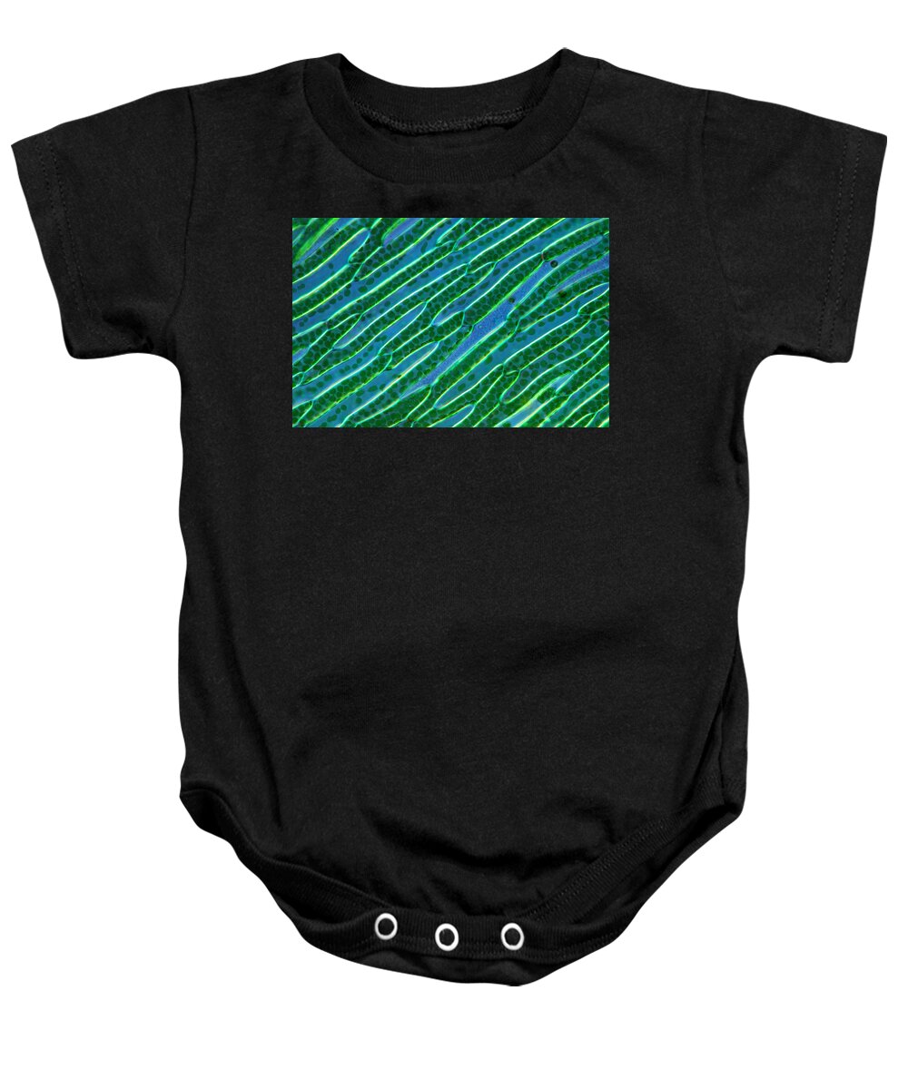 Plant Cells Baby Onesie featuring the photograph Leaf Tissue Of Sphagnum Moss, Lm #2 by Marek Mis