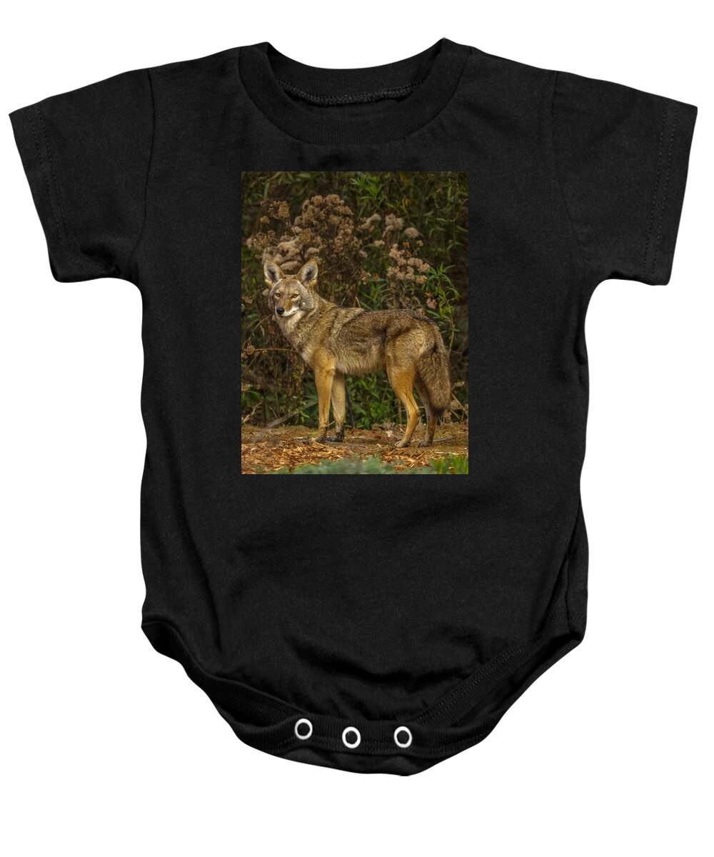 The Coyote Baby Onesie featuring the photograph The Coyote #1 by Ernest Echols