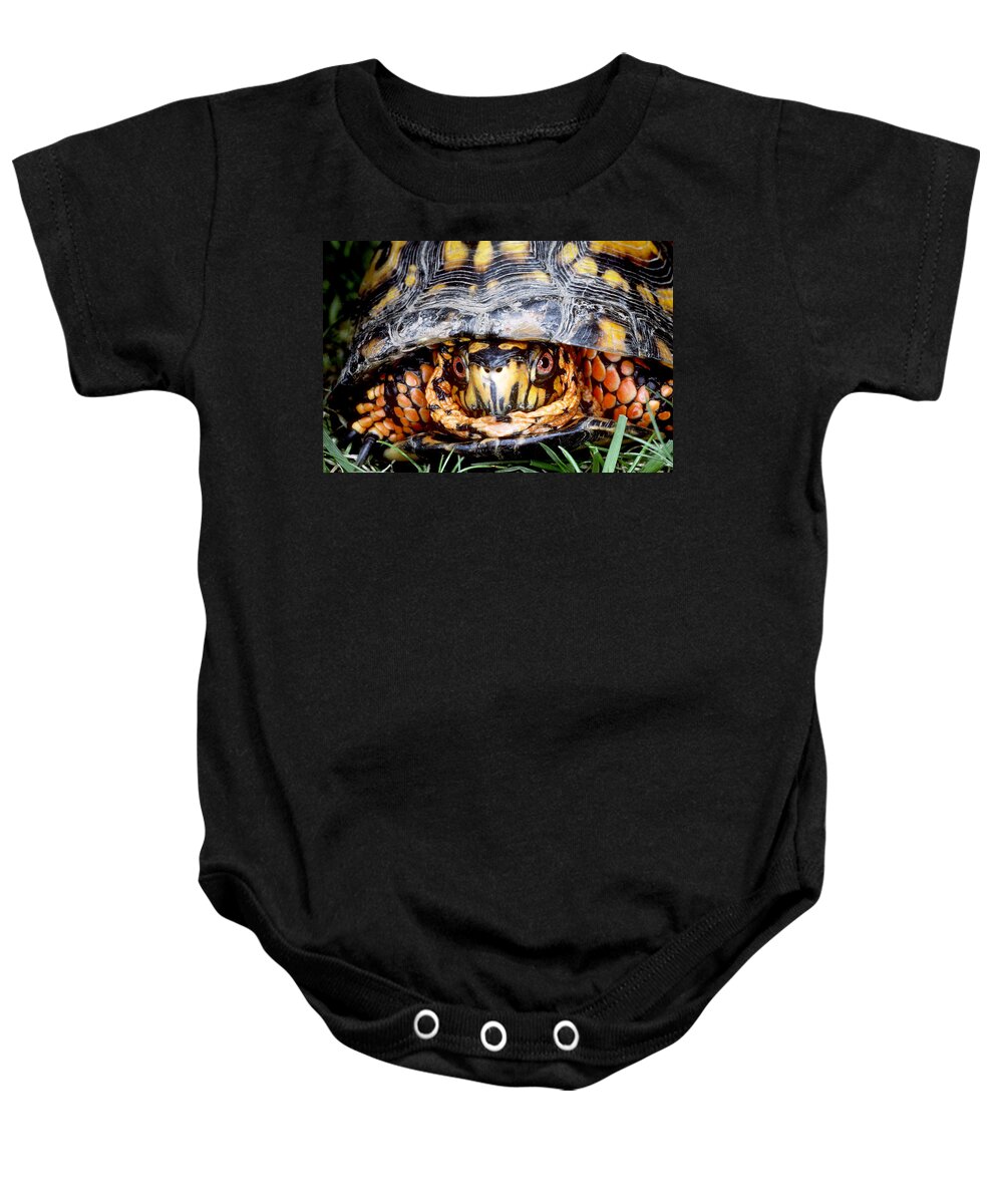 Eastern Box Turtle Baby Onesie featuring the photograph Eastern Box Turtle #3 by Millard H. Sharp