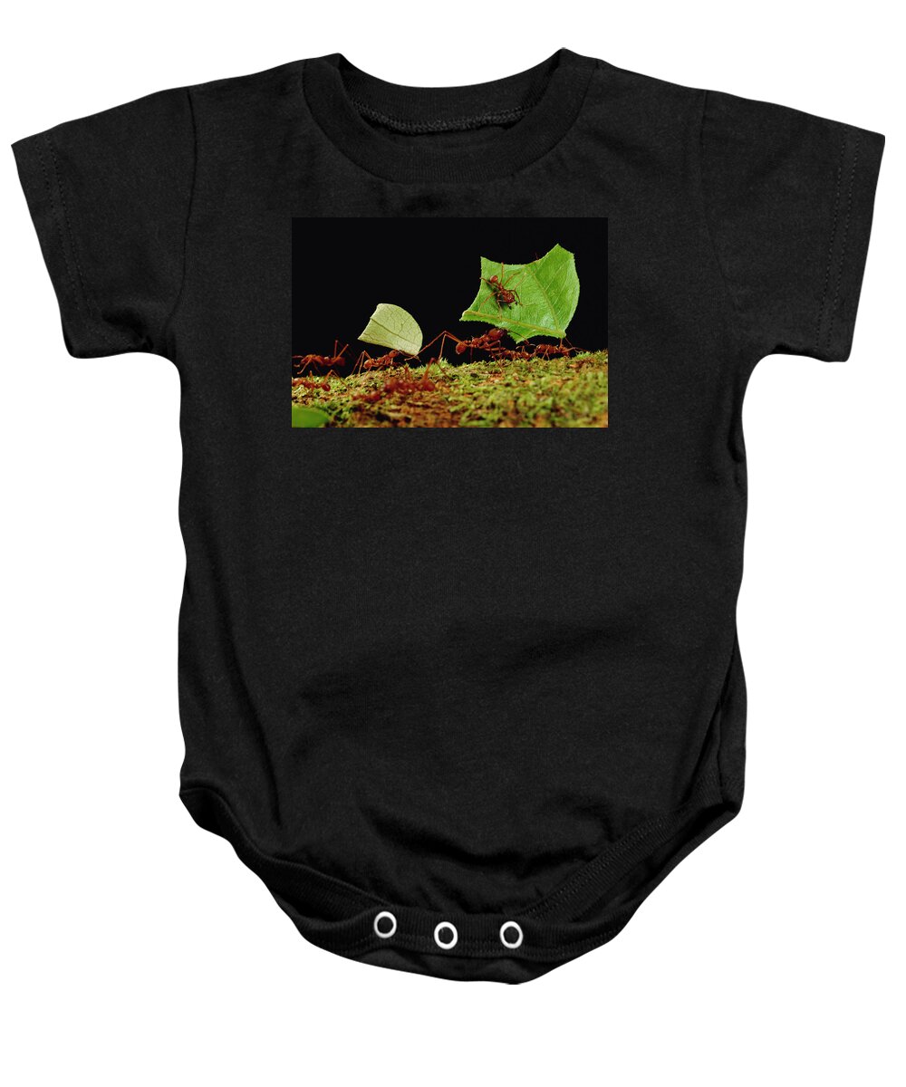 Feb0514 Baby Onesie featuring the photograph Leafcutter Ants Carrying Leaves French #3 by Mark Moffett