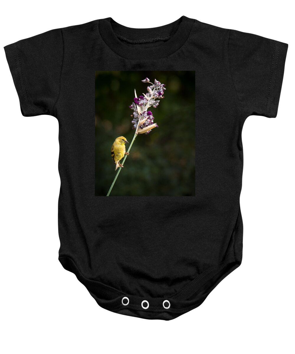 Bird Baby Onesie featuring the photograph Balancing Act #7 by Jean Noren