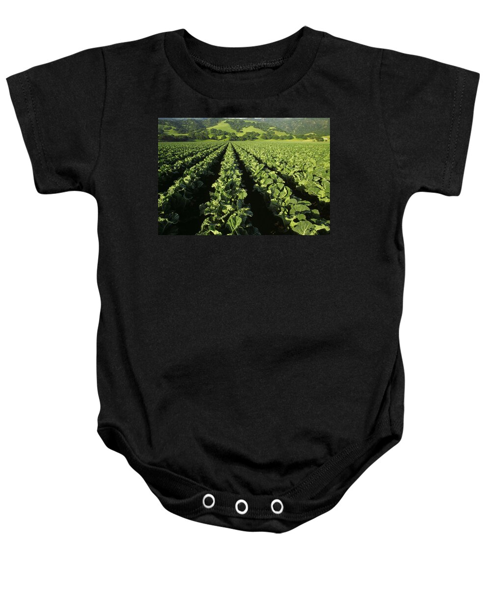 Agriculture Baby Onesie featuring the photograph Agriculture - Mid Growth Cauliflower by Ed Young