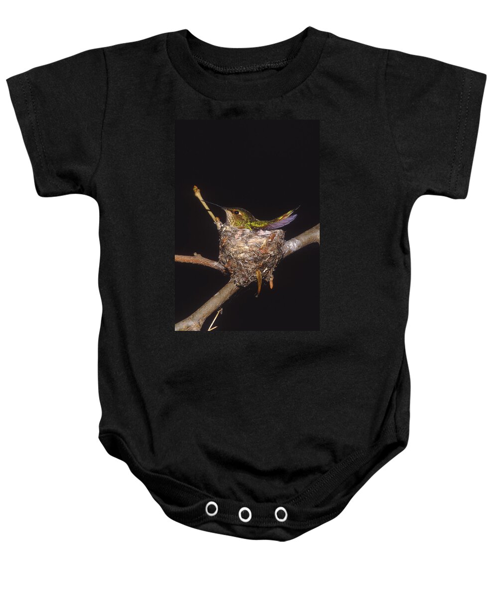 Feb0514 Baby Onesie featuring the photograph Allens Hummingbird Female Nesting by Tom Vezo