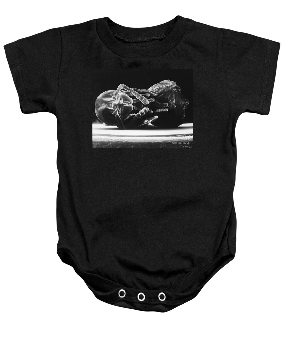 Ant Baby Onesie featuring the photograph Ant Larva by David M. Phillips
