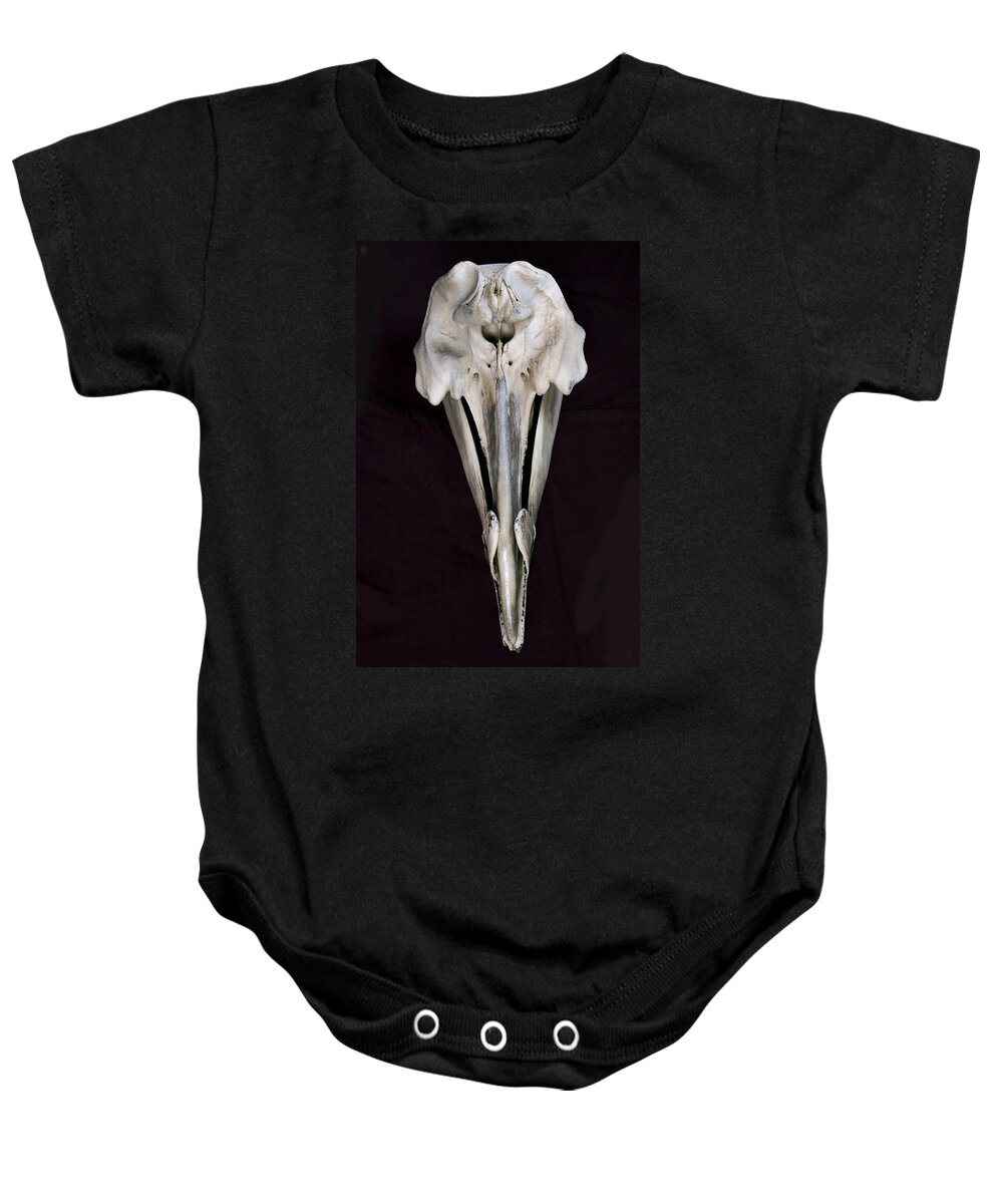 534254 Baby Onesie featuring the photograph Arch-beaked Whale Skull by Hiroya Minakuchi