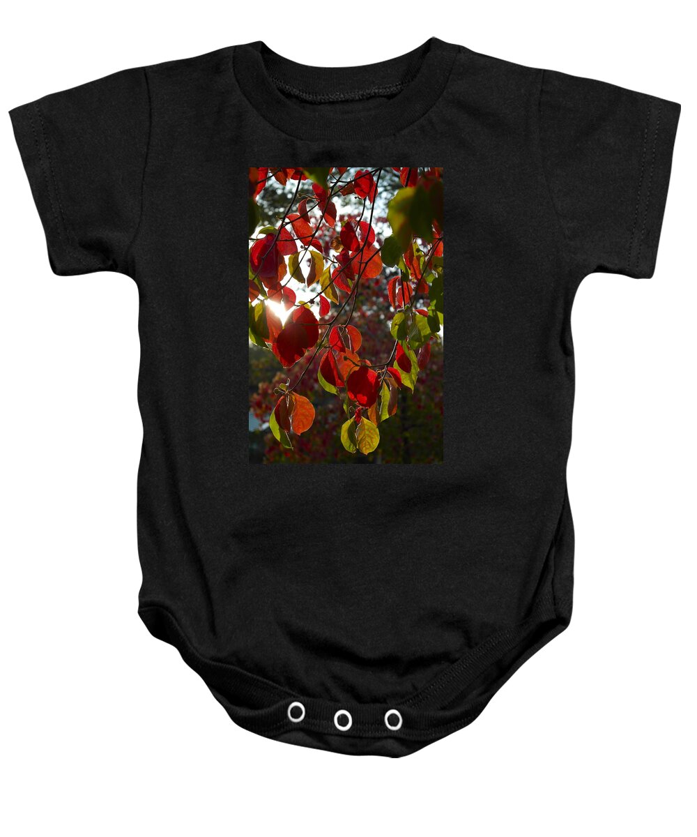 Cornus Baby Onesie featuring the photograph Autumn Dogwood in Evening Light by Michele Myers
