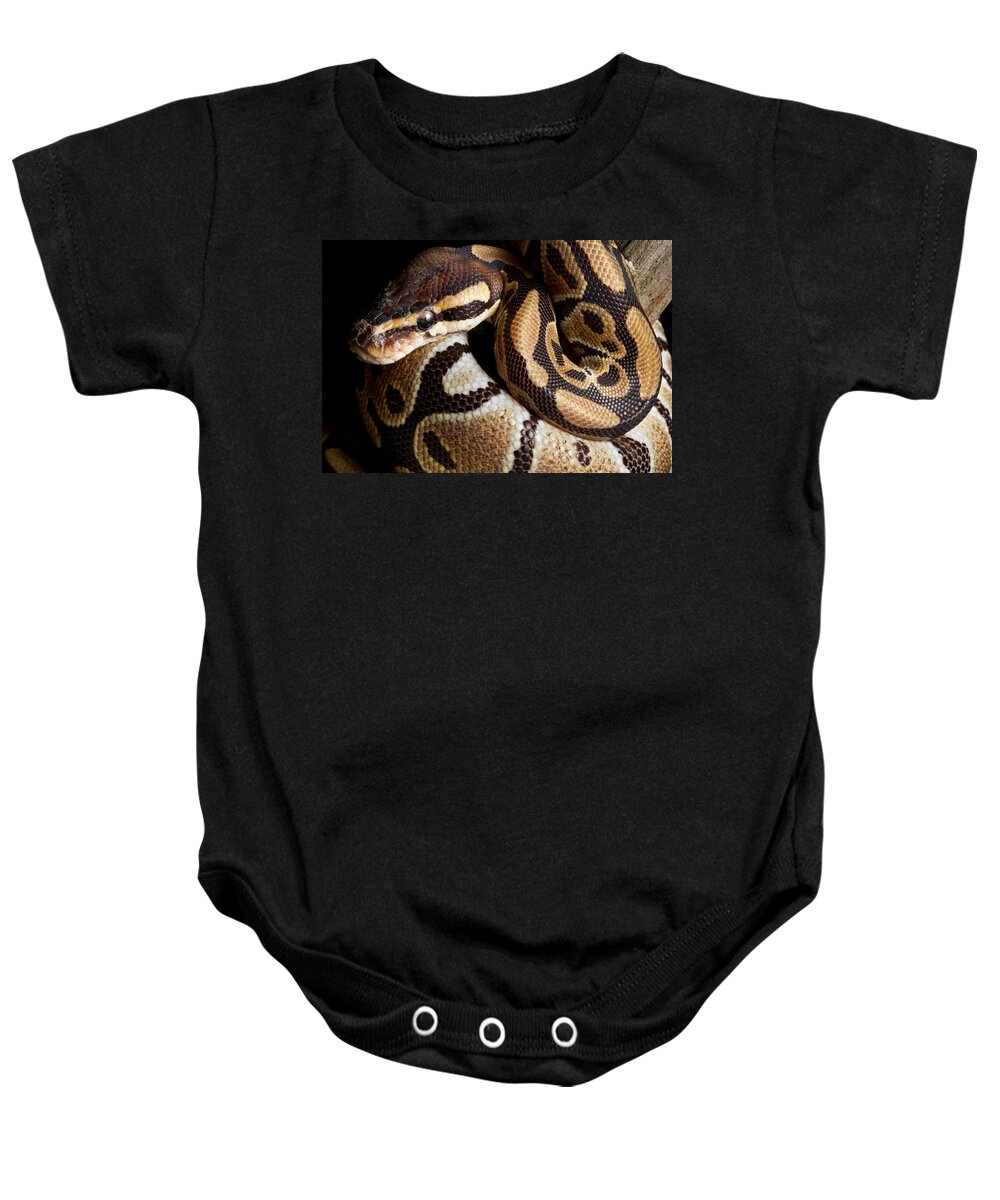 Ball Python Baby Onesie featuring the photograph Ball Python Python Regius by David Kenny