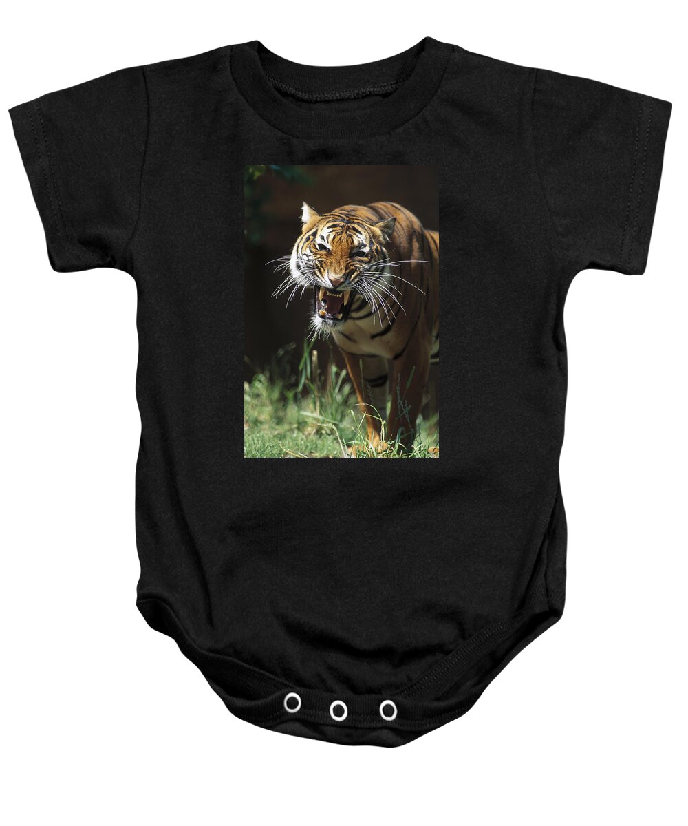 Feb0514 Baby Onesie featuring the photograph Bengal Tiger Snarling by San Diego Zoo