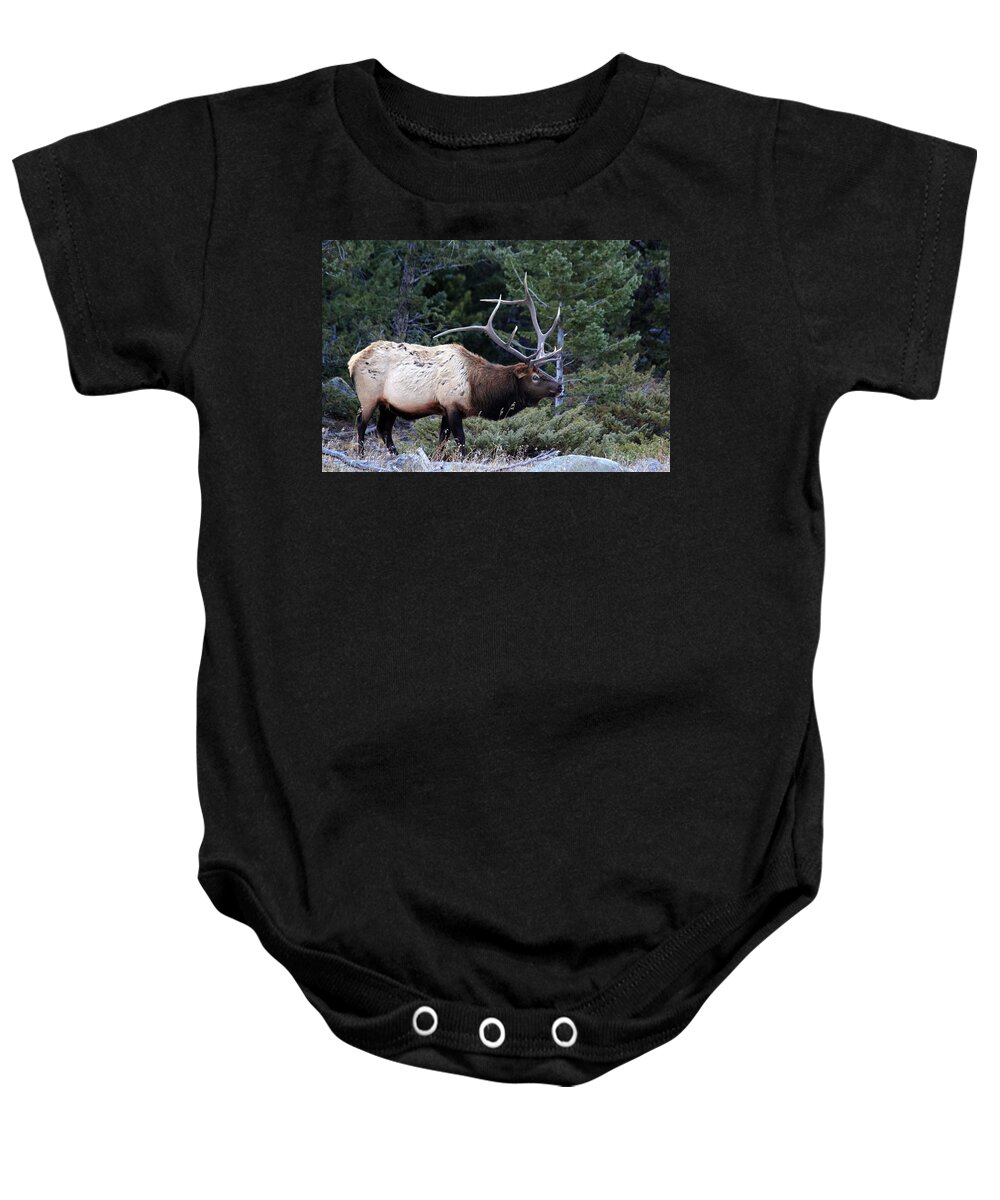 Elk Baby Onesie featuring the photograph Big Boy by Shane Bechler