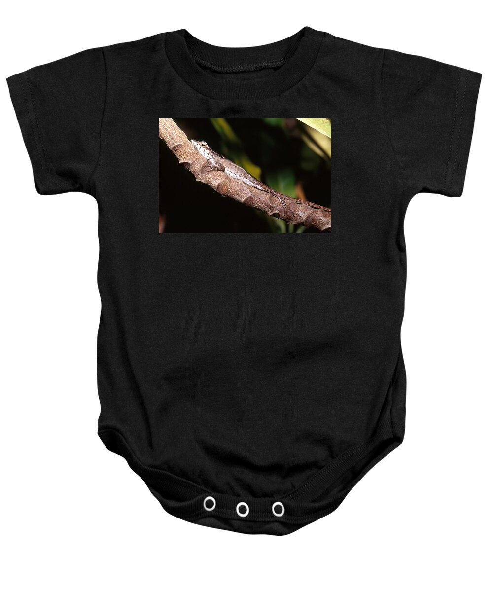 Animal Baby Onesie featuring the photograph Brown Anole by Carleton Ray