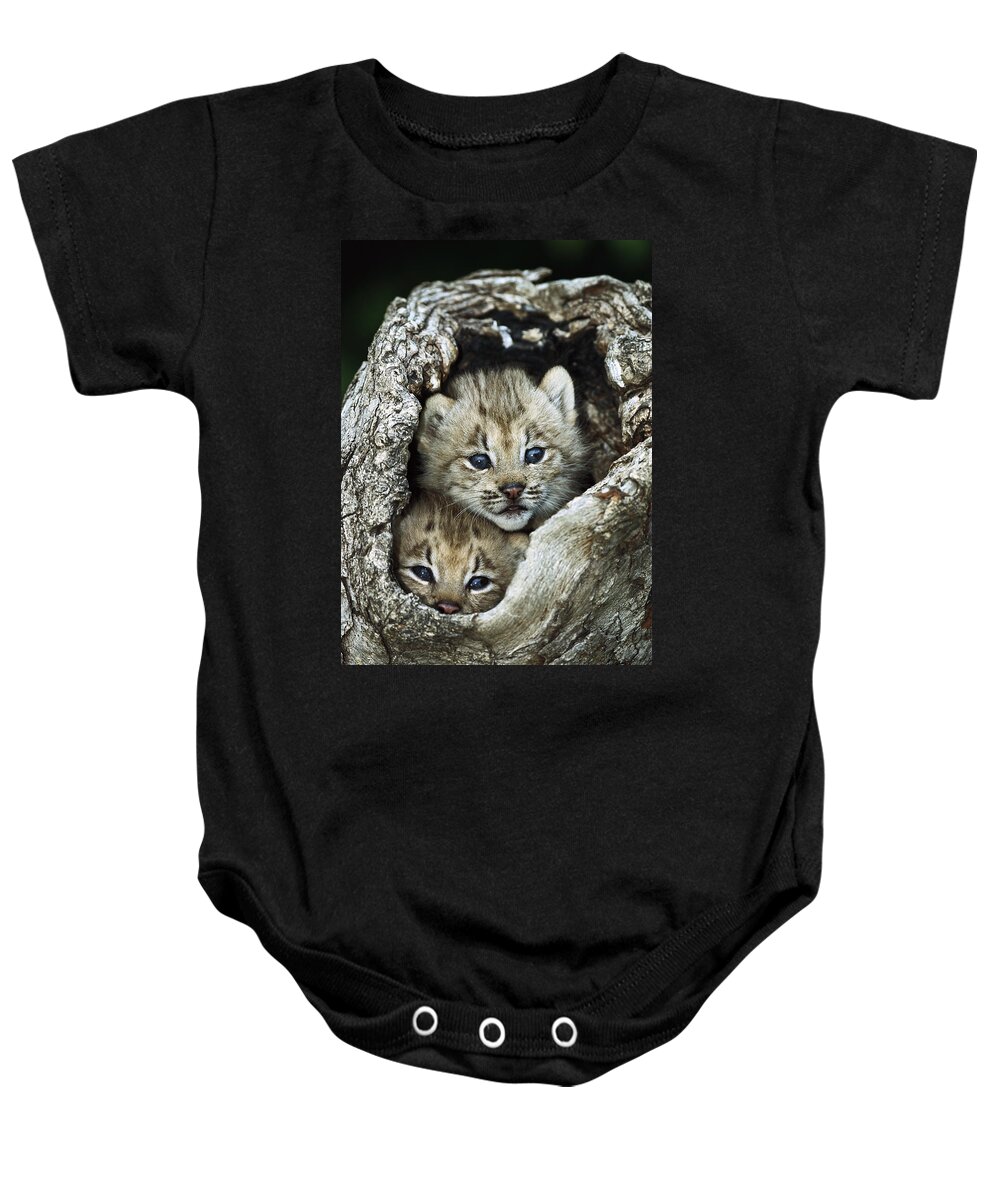 00197662 Baby Onesie featuring the photograph Canada Lynx Kitten Pair by Konrad Wothe
