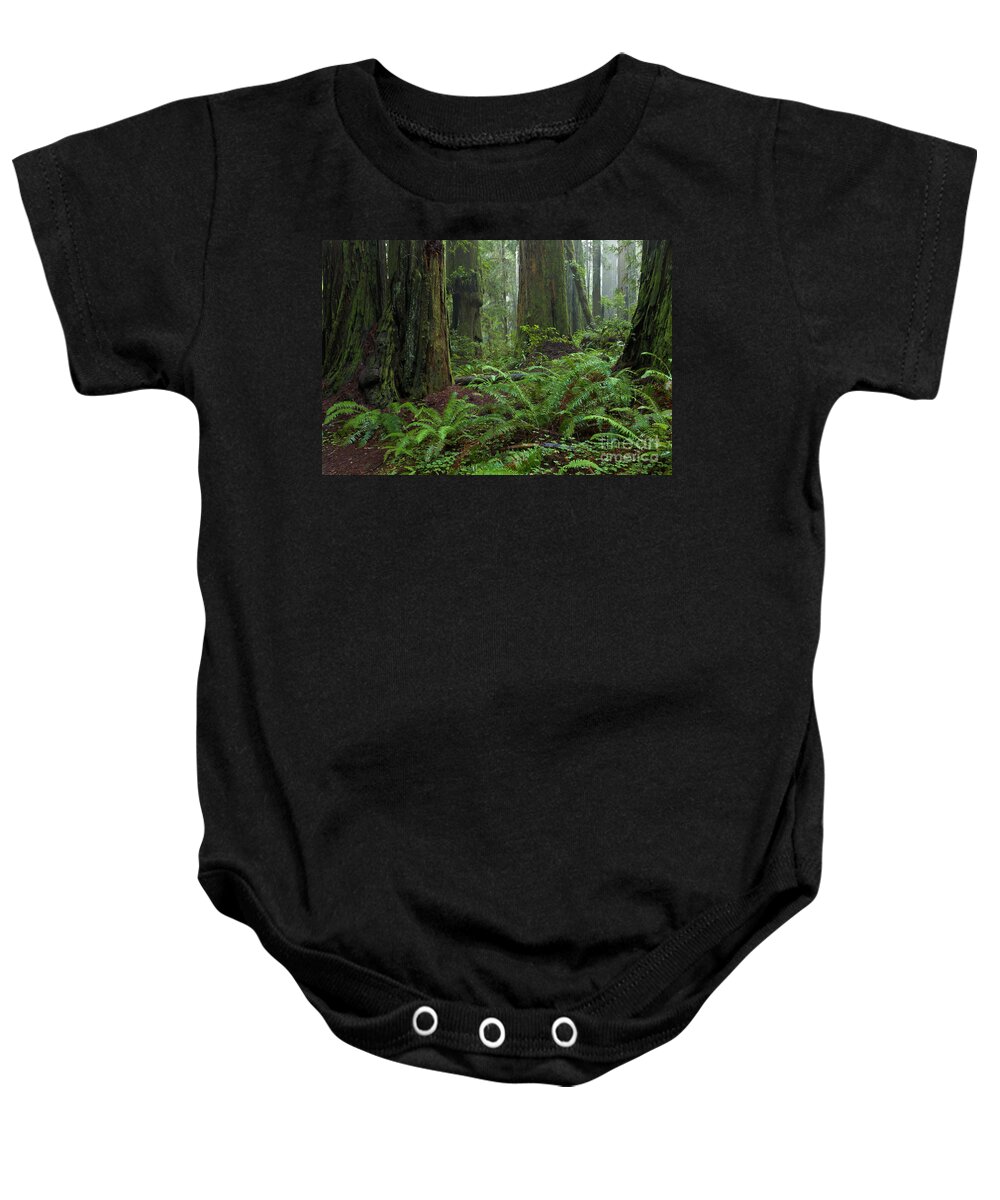 00559270 Baby Onesie featuring the photograph Coast Redwoods And Ferns In Redwood by Yva Momatiuk and John Eastcott