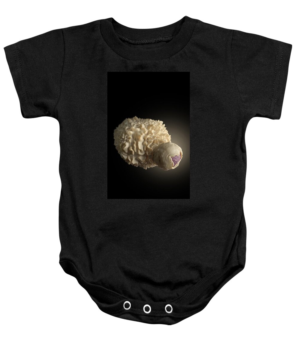 Science Baby Onesie featuring the photograph Dendritic Cell Engulfing Hiv-infected T by Science Source