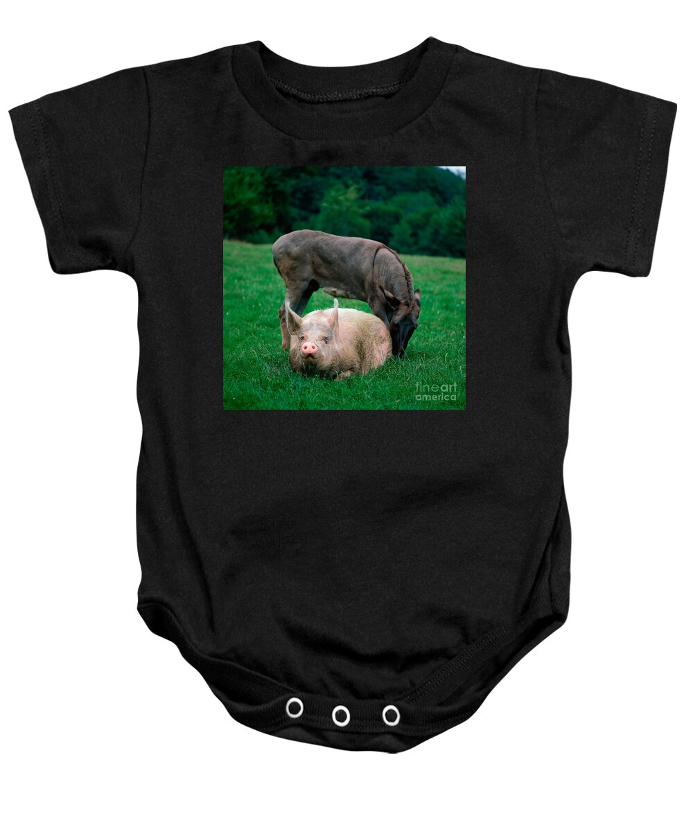 Animal Baby Onesie featuring the photograph Domestic Pig And Donkey by Tierbild Okapia