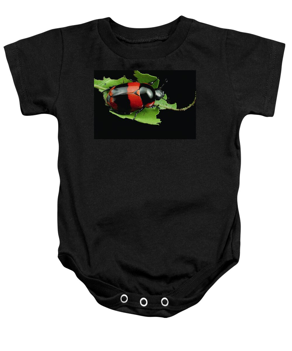 00126711 Baby Onesie featuring the photograph Dung Beetle Panama by Mark Moffett