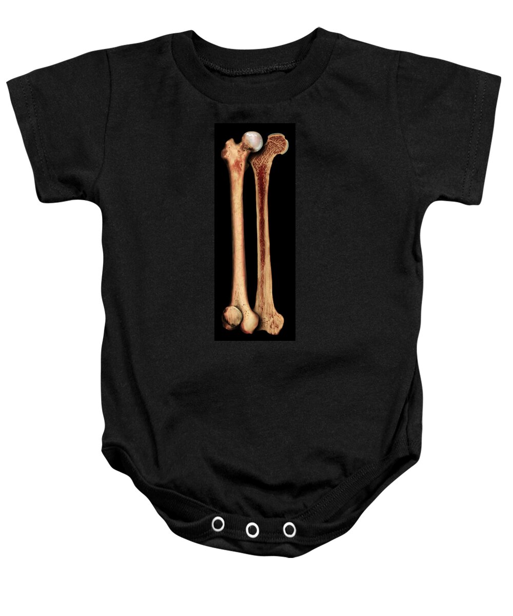 Anatomical Illustration Baby Onesie featuring the photograph Femur by Anatomical Travelogue