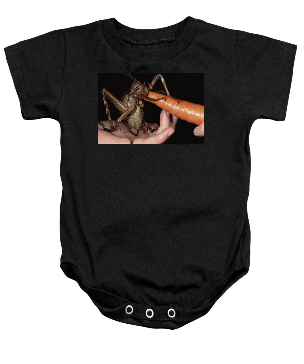 Feb0514 Baby Onesie featuring the photograph Giant Weta Eating A Carrot New Zealand by Mark Moffett